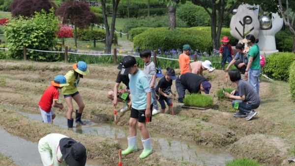 8. 농촌테마파크에서 어린이들이 모내기 체험을 하고 있다.jpg