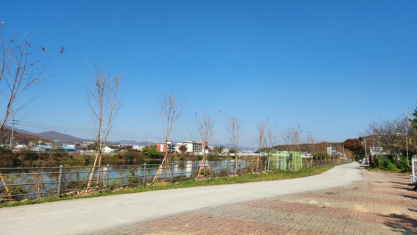 7-1. 용인특례시는 처인구 모현읍 탄천변 자전거 도로에 왕벚나무를 심어 가로숲길을 조성했다.jpg