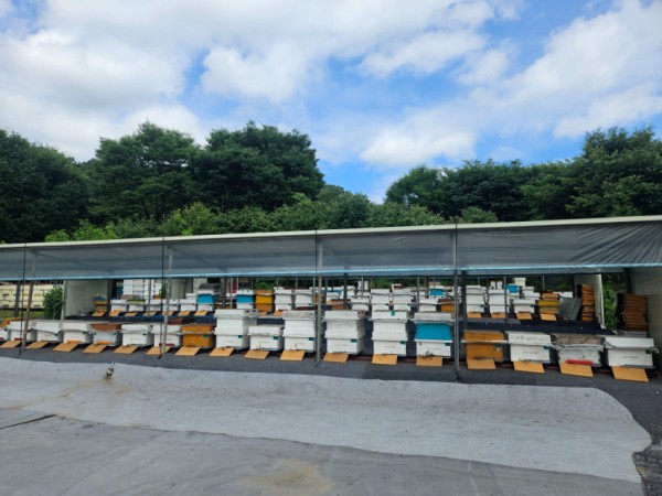 3-1. 용인특례시 양봉 농가 사진 (2).jpg