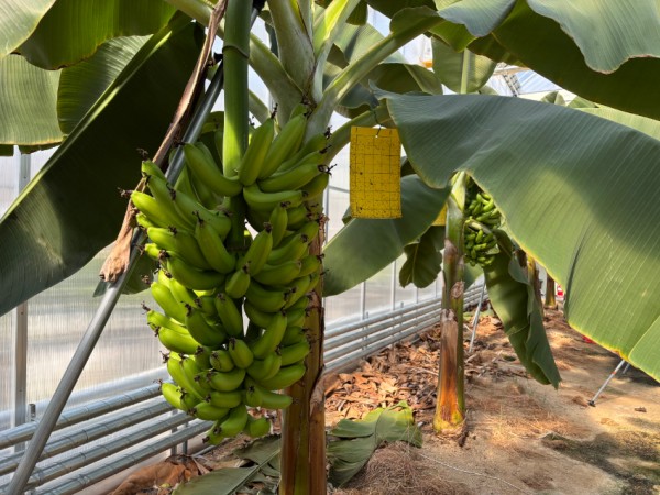 10-2. 용인특례시는 아열대작물 과학영농시설에서 바나나 첫 수확에 성공했다.jpg