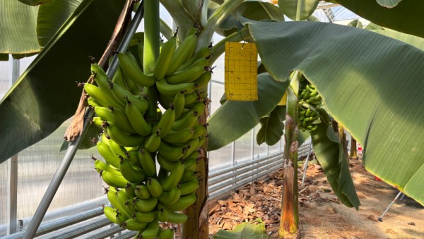 10-2. 용인특례시는 아열대작물 과학영농시설에서 바나나 첫 수확에 성공했다.jpg