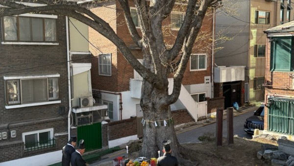 8. 관곡마을 느티나무 고사제 봉행.jpg