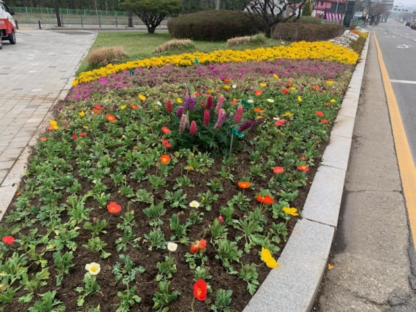 2. 동부동 교통섬 봄꽃 식재 모습.jpg