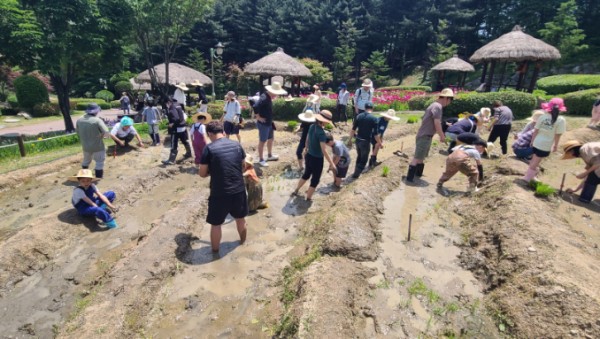 4. 지난해 용인특례시 농촌테마파크에서 모내기 체험 진행 모습.jpg