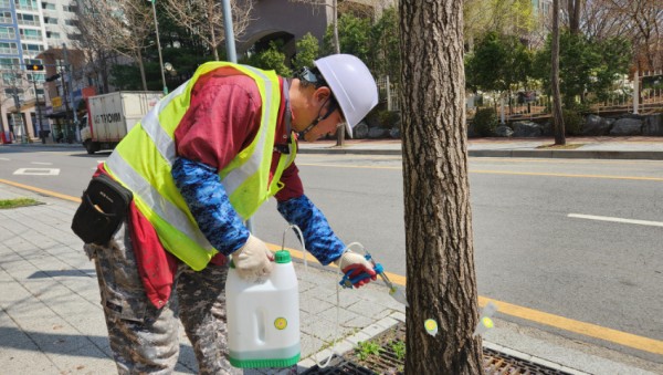6. 은행나무 수간주사 주입 모습.jpg