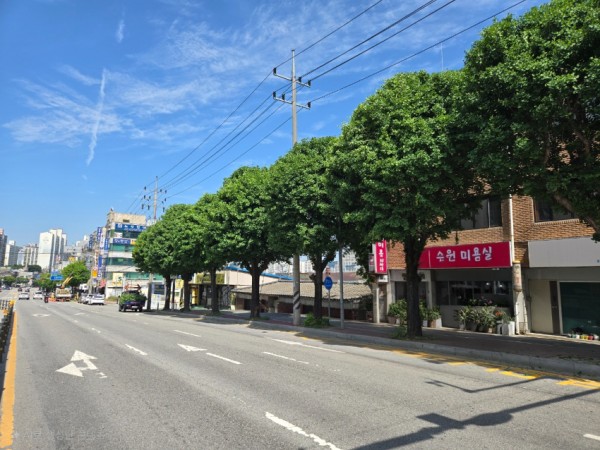 8. 처인구 가로수 정비 모습.jpg