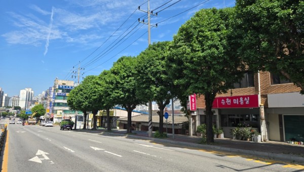 8. 처인구 가로수 정비 모습.jpg