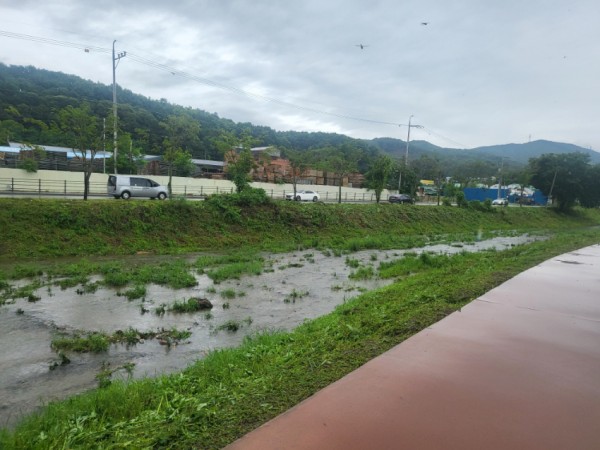 6. 용인특례시는 신갈천과 대대천 일대에서 생태교란식물을 제거했다.jpg