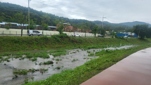 6. 용인특례시는 신갈천과 대대천 일대에서 생태교란식물을 제거했다.jpg