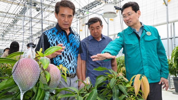 9-3. 용인특례시는 11일 농업기술센터 내 아열대작물 과학영농시설에서 애플망고 품평회를 열었다.jpg