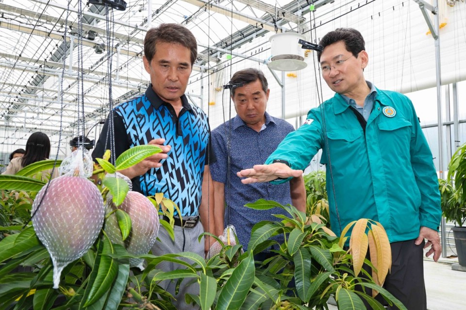 9-3. 용인특례시는 11일 농업기술센터 내 아열대작물 과학영농시설에서 애플망고 품평회를 열었다.jpg
