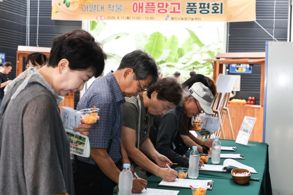9-5. 용인특례시는 11일 농업기술센터 내 아열대작물 과학영농시설에서 애플망고 품평회를 열었다.jpg