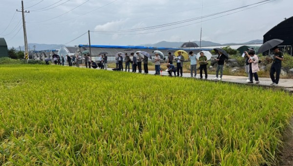1-2. 용인특례시는 백옥쌀 품종 변경을 위해 신품종 테스트를 진행했다 (1).jpg